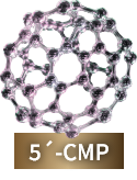 5´-CMP