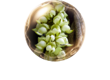 ホワイトムクナエキス
