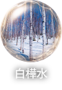 白樺水