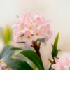 沈丁花