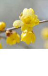 ウインタースイート