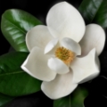 smell3