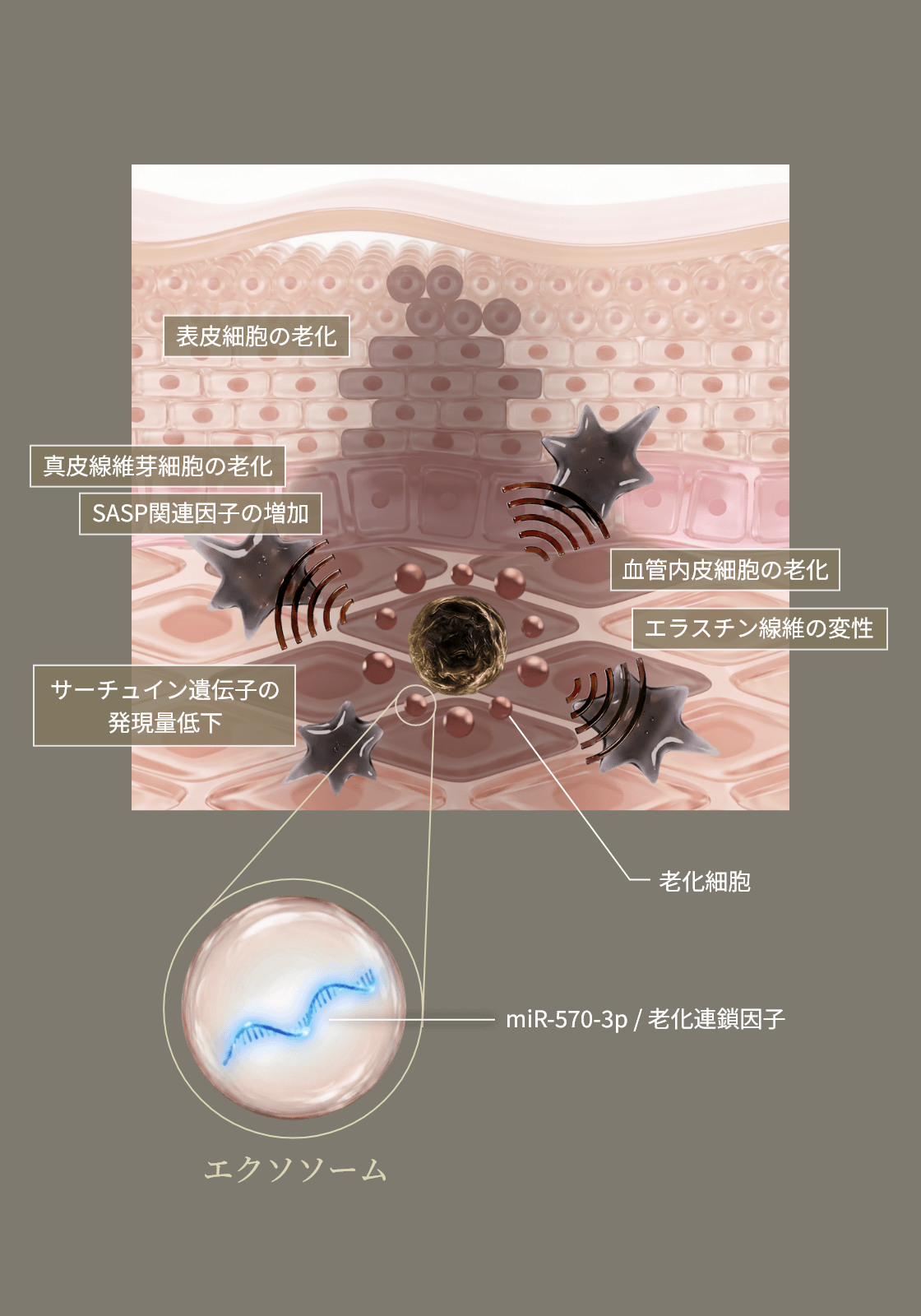 エクソソームのグラフ