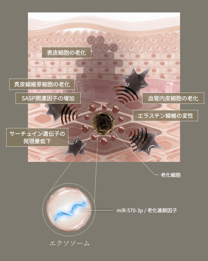 エクソソームのグラフ