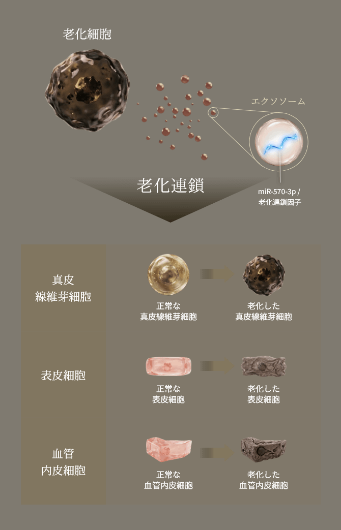 老化連鎖のグラフ